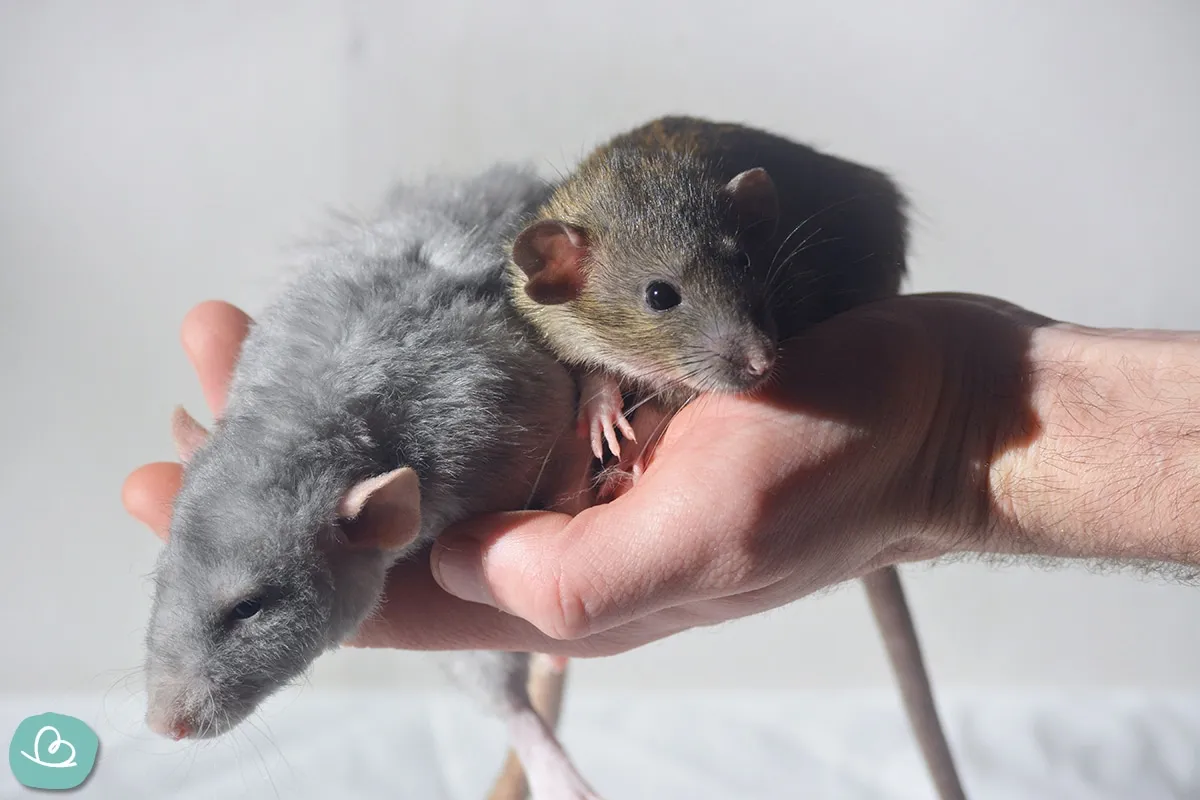 Zwei neugierige Farbratten, die sanft in Händen gehalten werden, zeigen ihre Eignung als süße Haustiere zum Kuscheln für kleinere Haushalte.