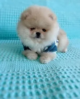 Zwei Pomeranian-Welpen, einer davon mit hellem Fell, posieren.