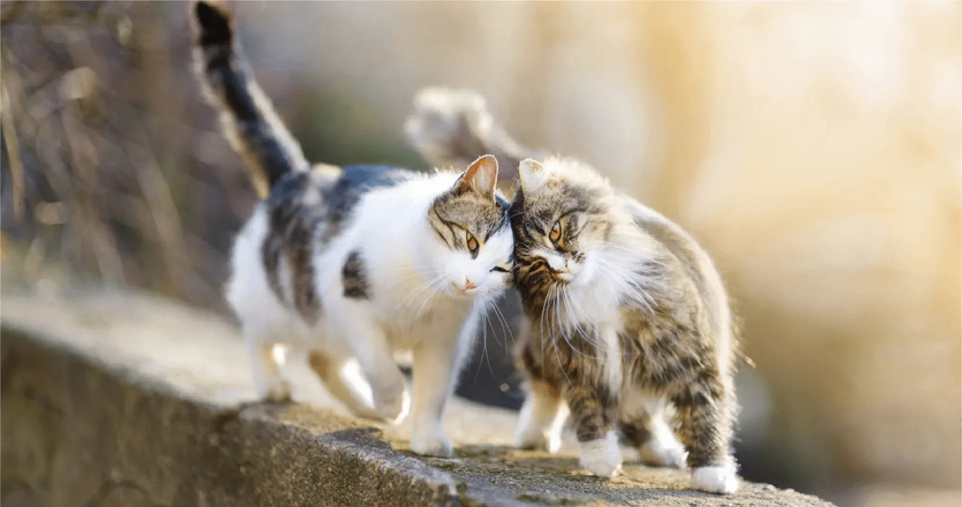 Zwei schmusende Katzen auf einer Mauer - Pets Nature Katzen