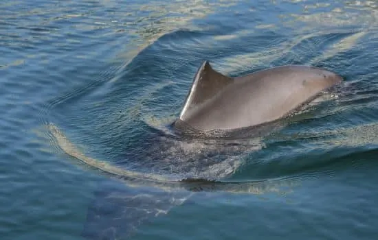 Zwei Schweinswale in der Ostsee