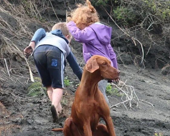 Zwei Vizsla Hunde blicken erwartungsvoll aus dem Autofenster, bereit für das nächste Abenteuer