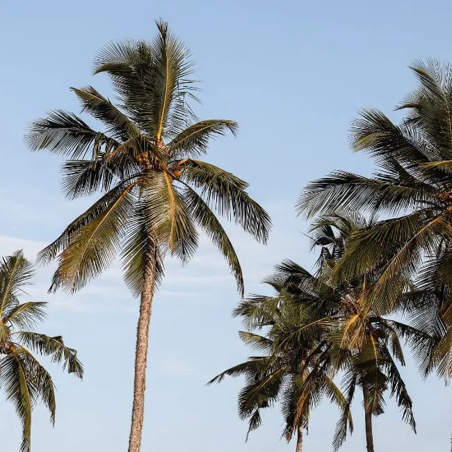 Allgemeiner Reisebanner mit dem Titel "Reisetipps - Reisen/Weltreise - Wo buche ich was?"
