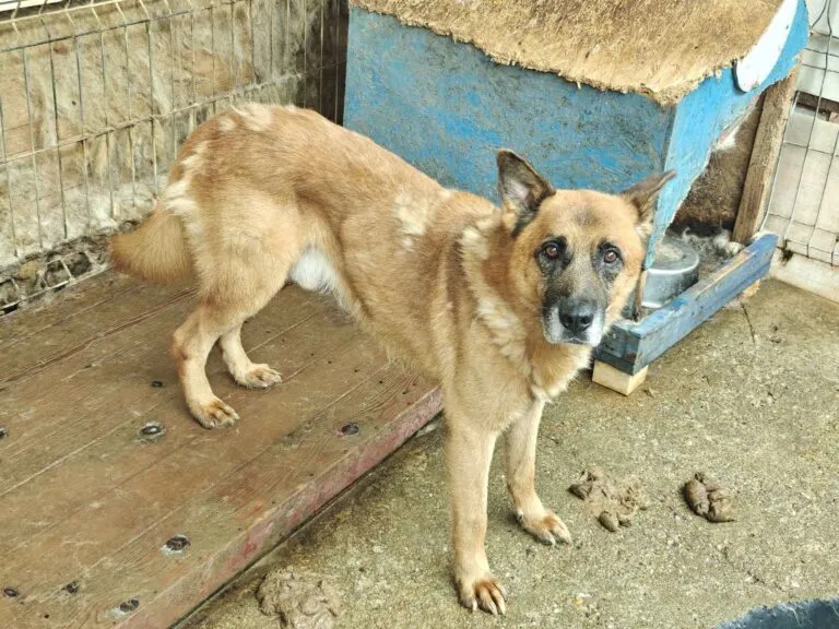 Älterer Ovidu braucht Chance