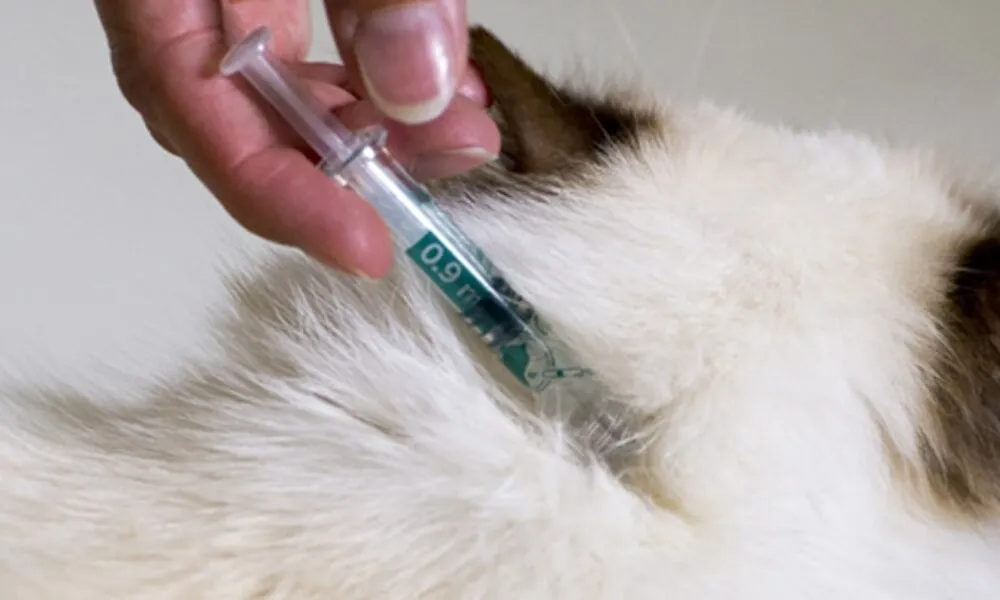 Anwendung eines Spot-ons bei einer Katze zum Schutz vor Zecken