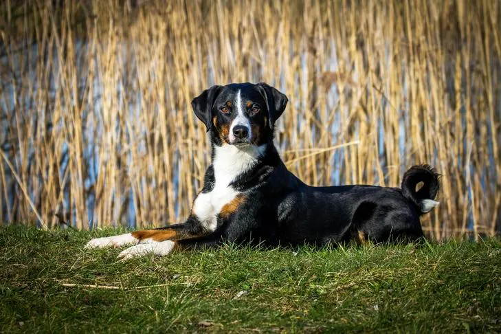 Appenzeller Sennenhund liegt draußen im Gras neben einem See