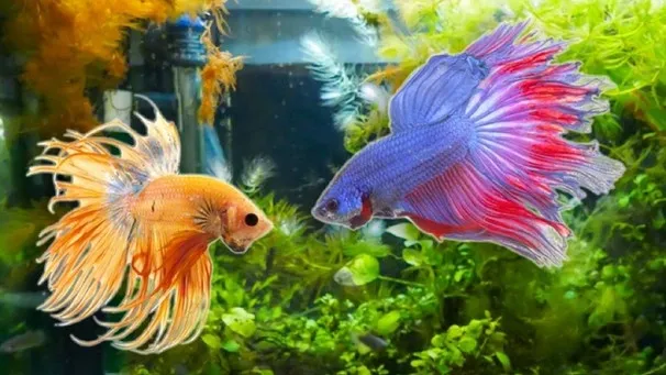 Aquarium mit einem farbenprächtigen Kampffisch, der majestätisch seine Flossen entfaltet