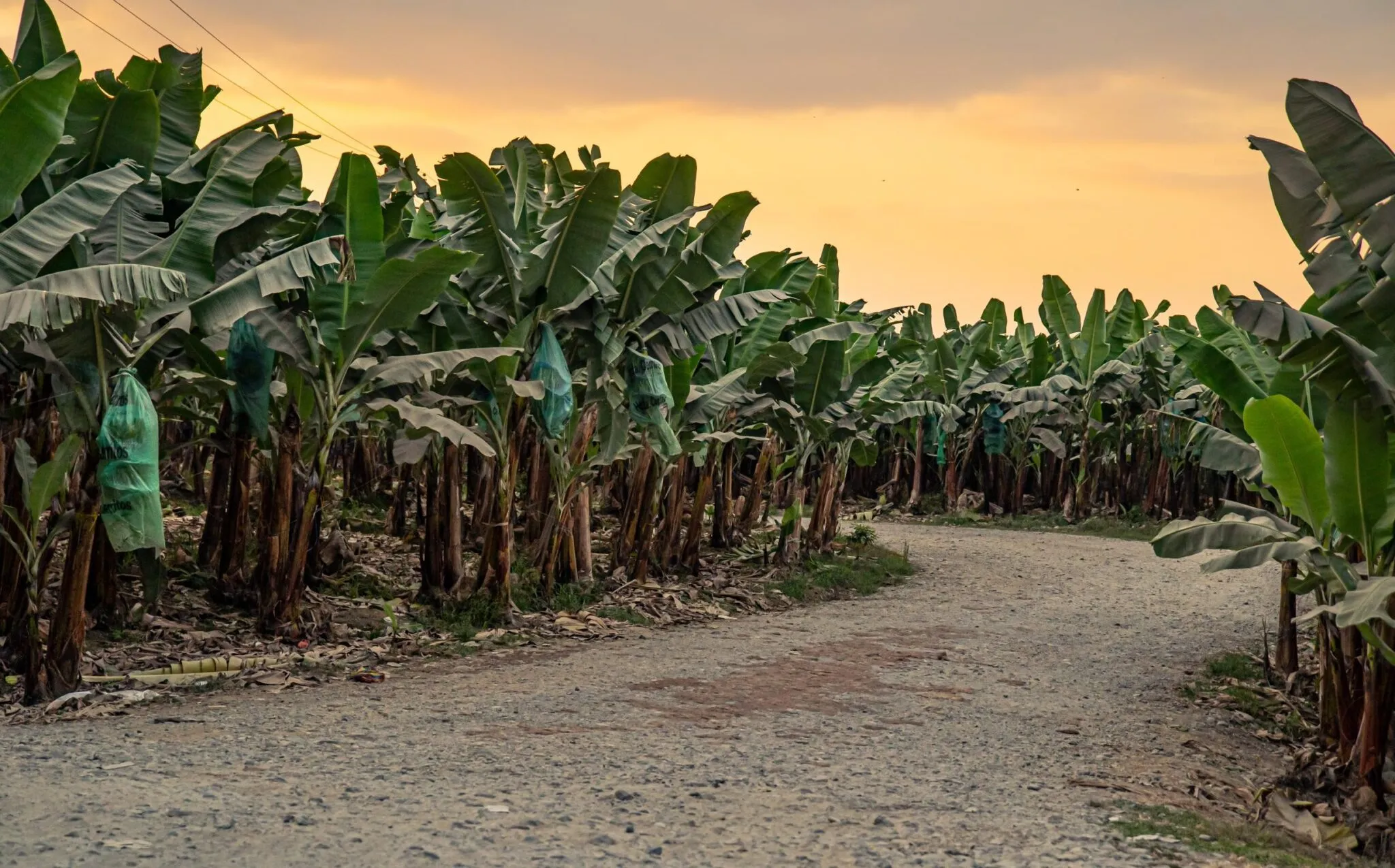 Arbeiter auf einer Bananenplantage in Lateinamerika