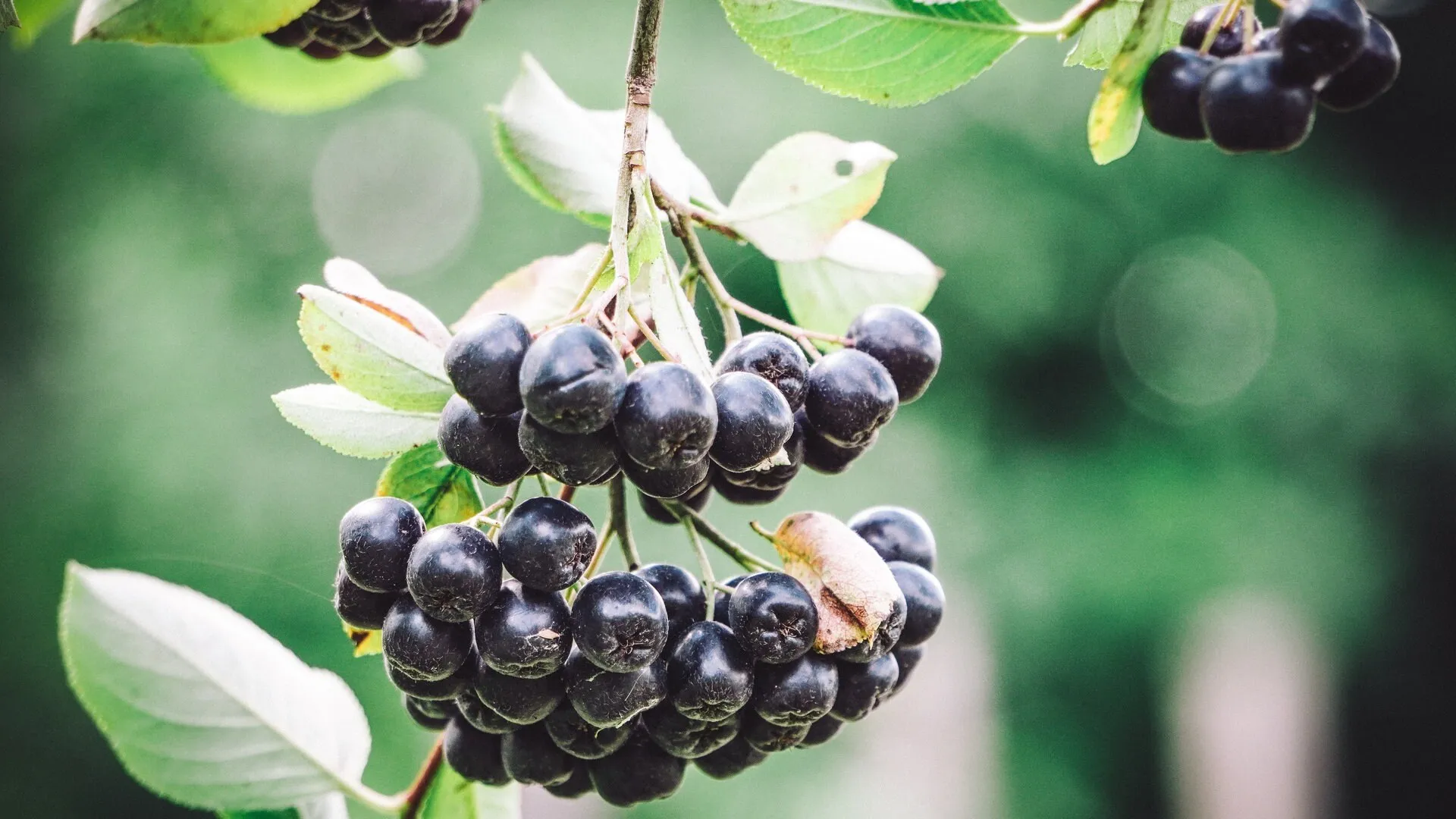 Aronia-Beeren vereinen viele gesundheitsförderliche Inhaltsstoffe.