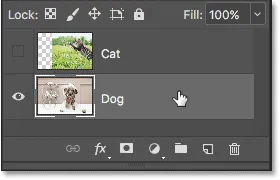Auswahl der 'Hund'-Ebene im Ebenenbedienfeld.