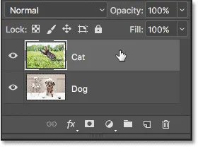 Auswahl der 'Katze'-Ebene im Ebenenbedienfeld.