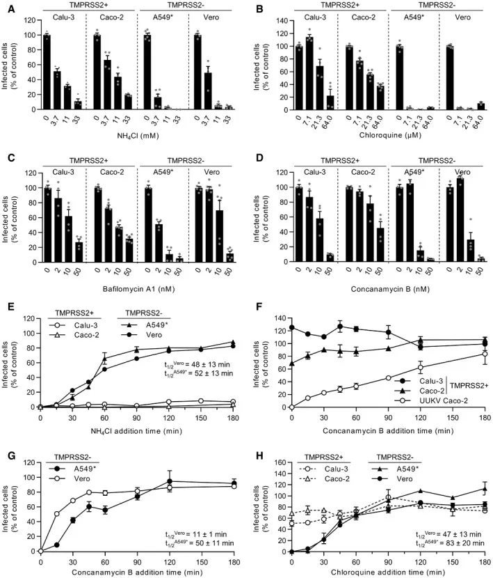 Auswirkungen von Endosomen-Inhibitoren auf SARS-CoV-2-Infektion