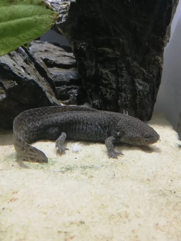 Axolotl