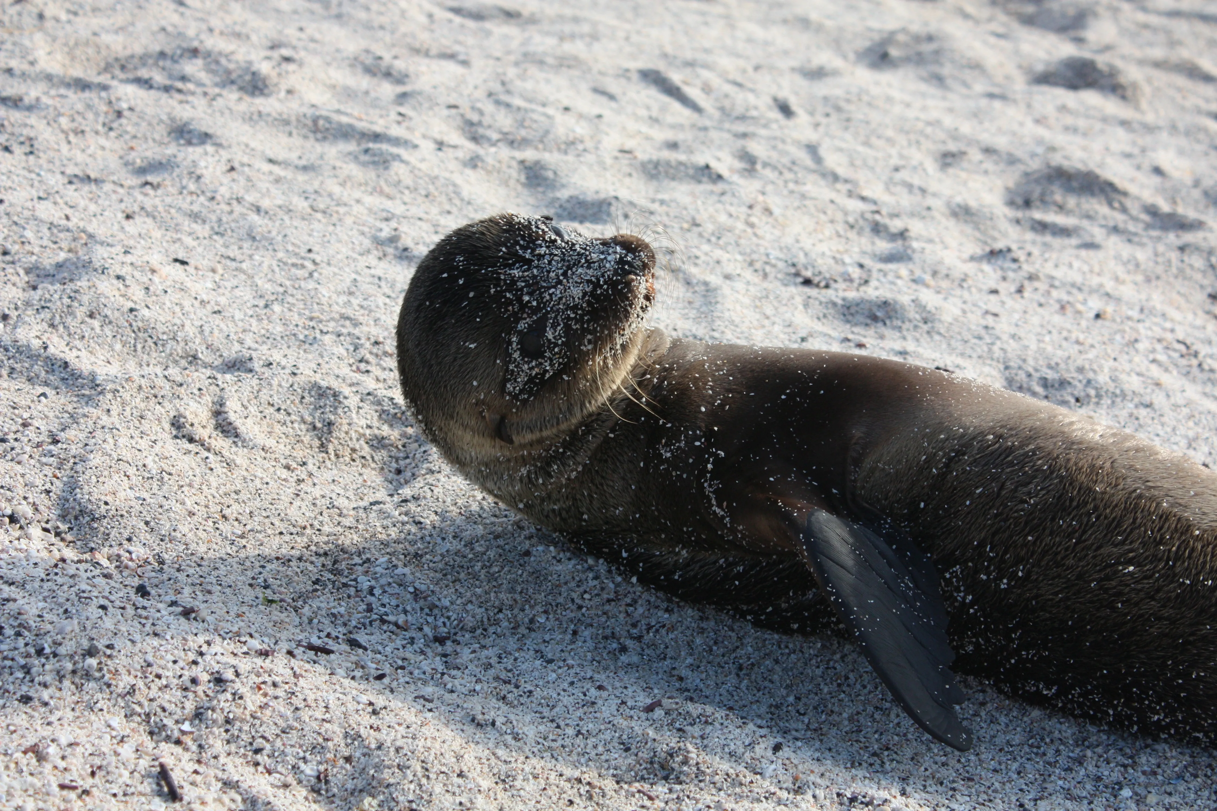 Baby Seelöwe am Strand der Galapagos Inseln