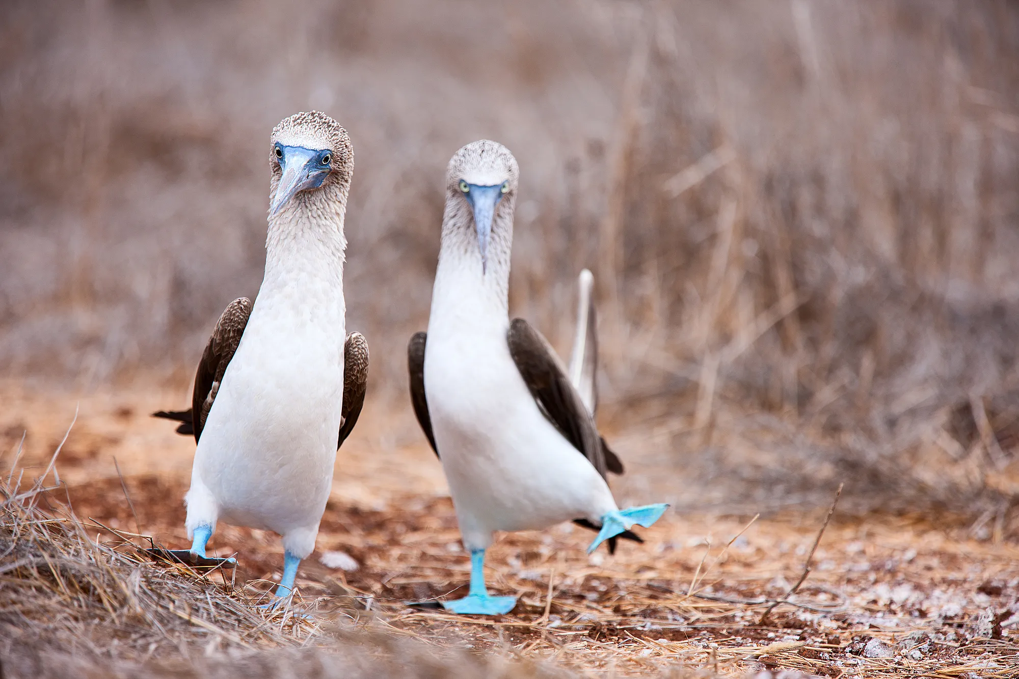 Blaufußtölpel beim Balzritual auf den Galapagos Inseln