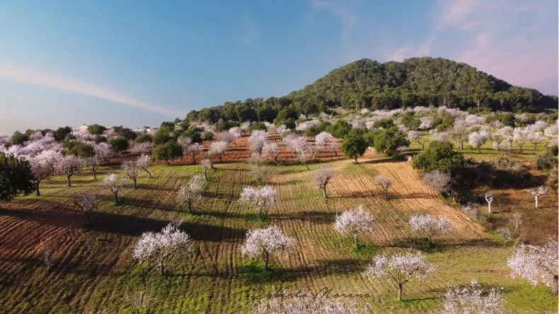 Blühende Mandelbäume auf Mallorca, Spanien