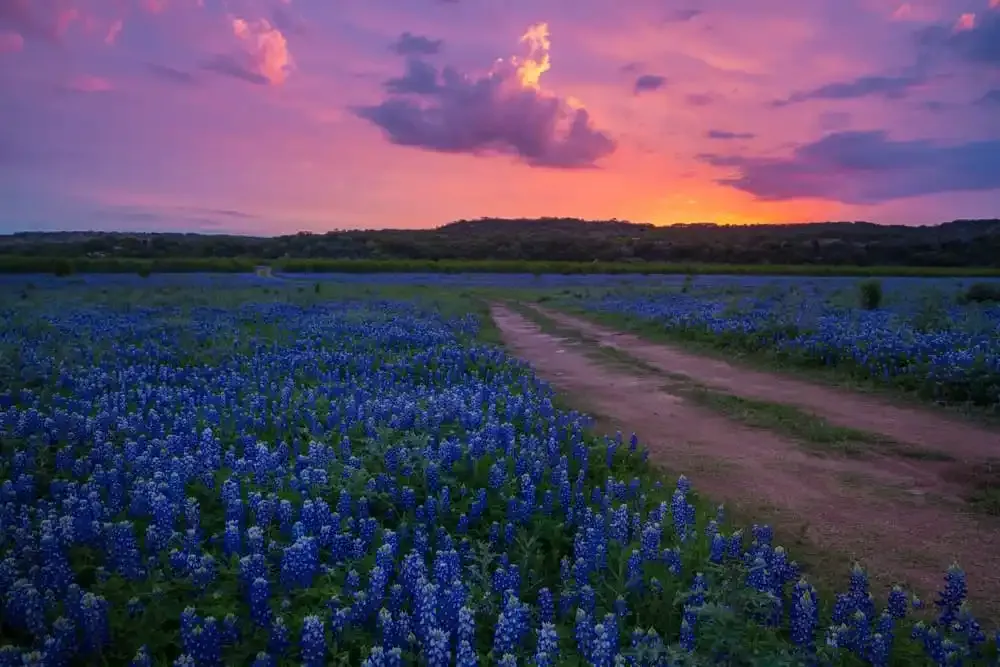 Blumen im Texas Hill Country