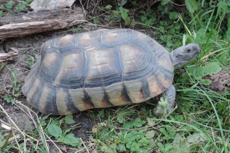 Breitrandschildkröte in einer natürlichen Umgebung