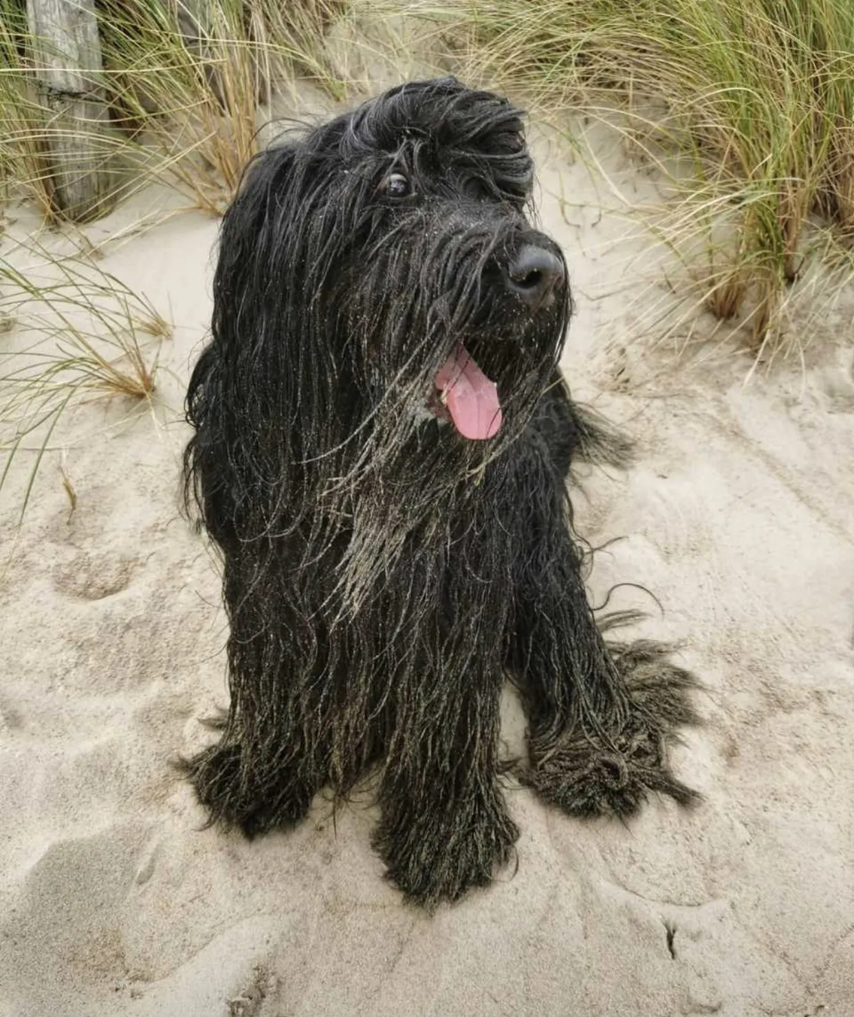 Briard H-Wurf Welpen in spielerischer Pose