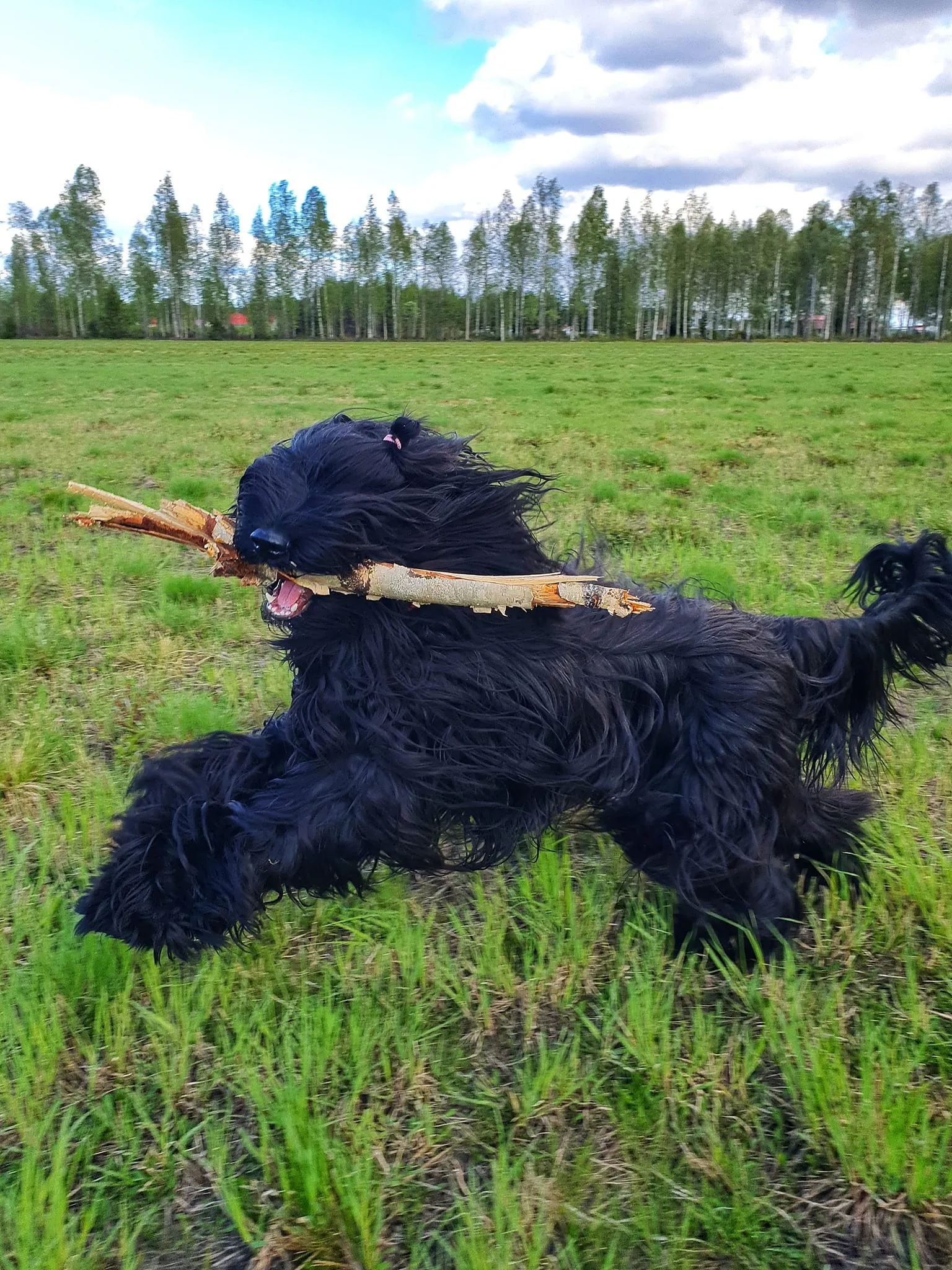 Briard Welpen in Bewegung