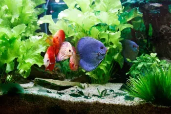 Bunte Fische in einem Salzwasseraquarium, die die Komplexität und den Informationsbedarf der Aquaristik aufzeigen