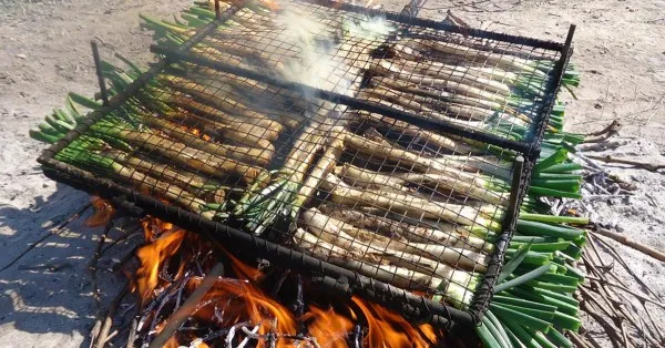 Calçots, ein lauchartiges Gemüse, typisch für Katalonien