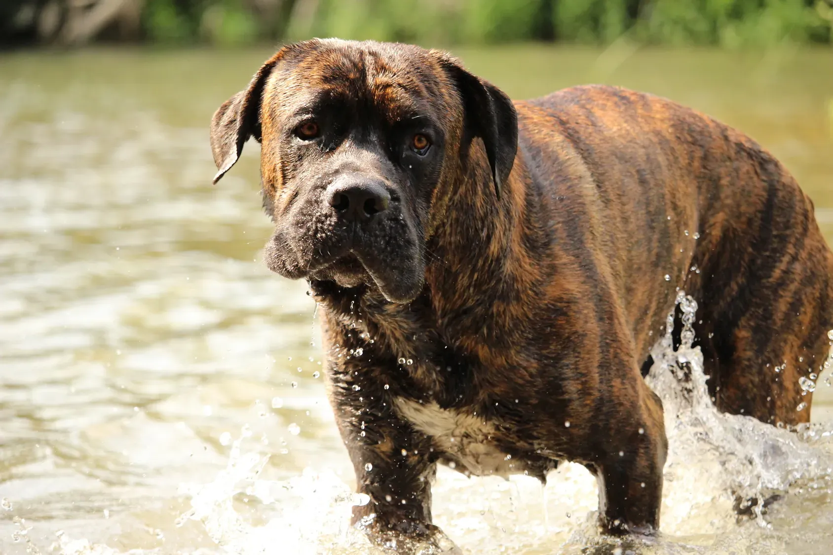 Cane Corso mit nachdenklichem Blick