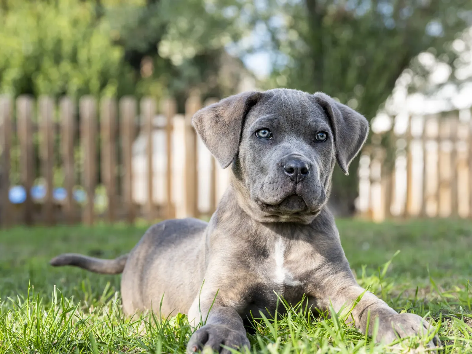 Cane Corso Welpe