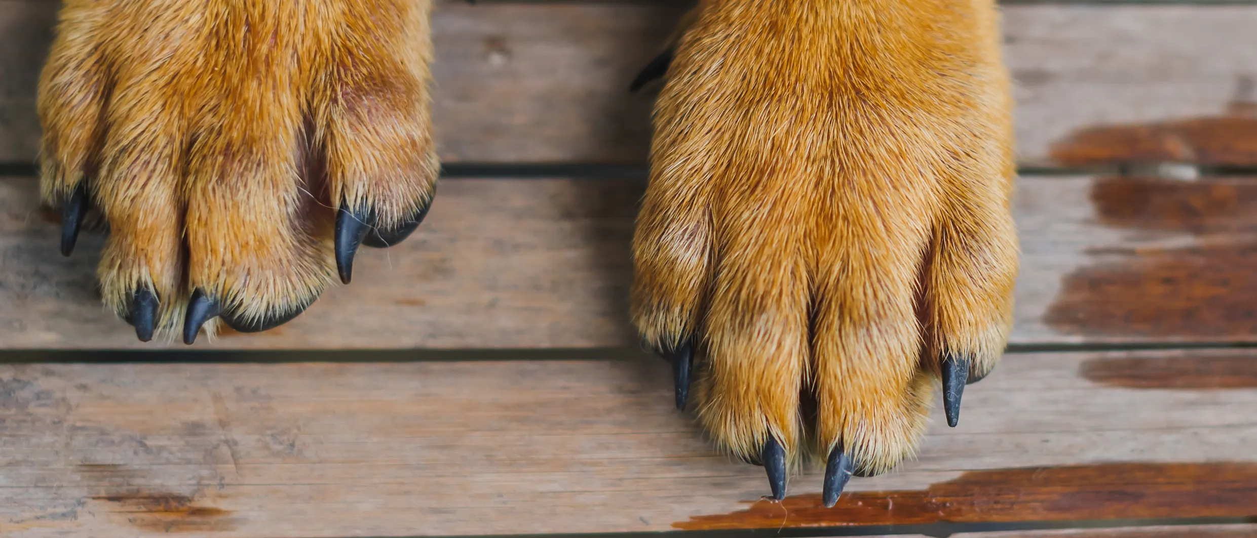 Casfuy Krallenschleifer im Einsatz bei einem Hund