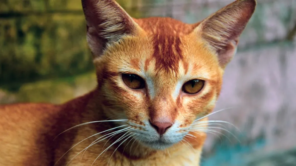 Ceylon Katze mit typischem Fell und Augen.