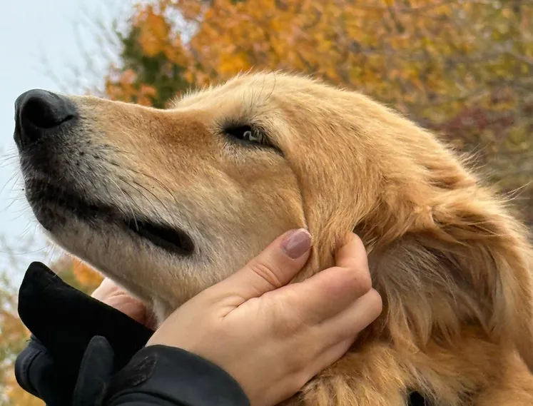 Chanis Anker gesucht