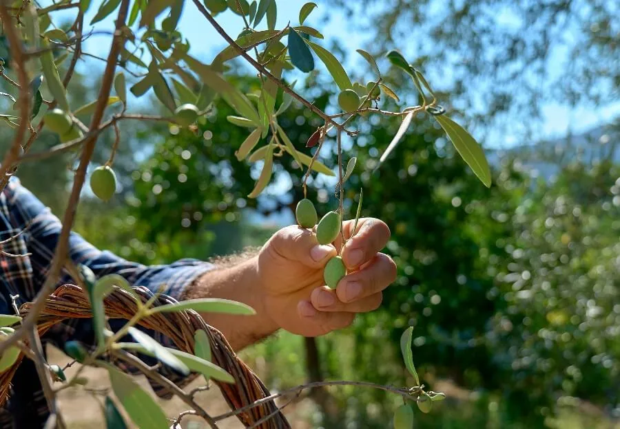 Chianti-Weingut Toskana