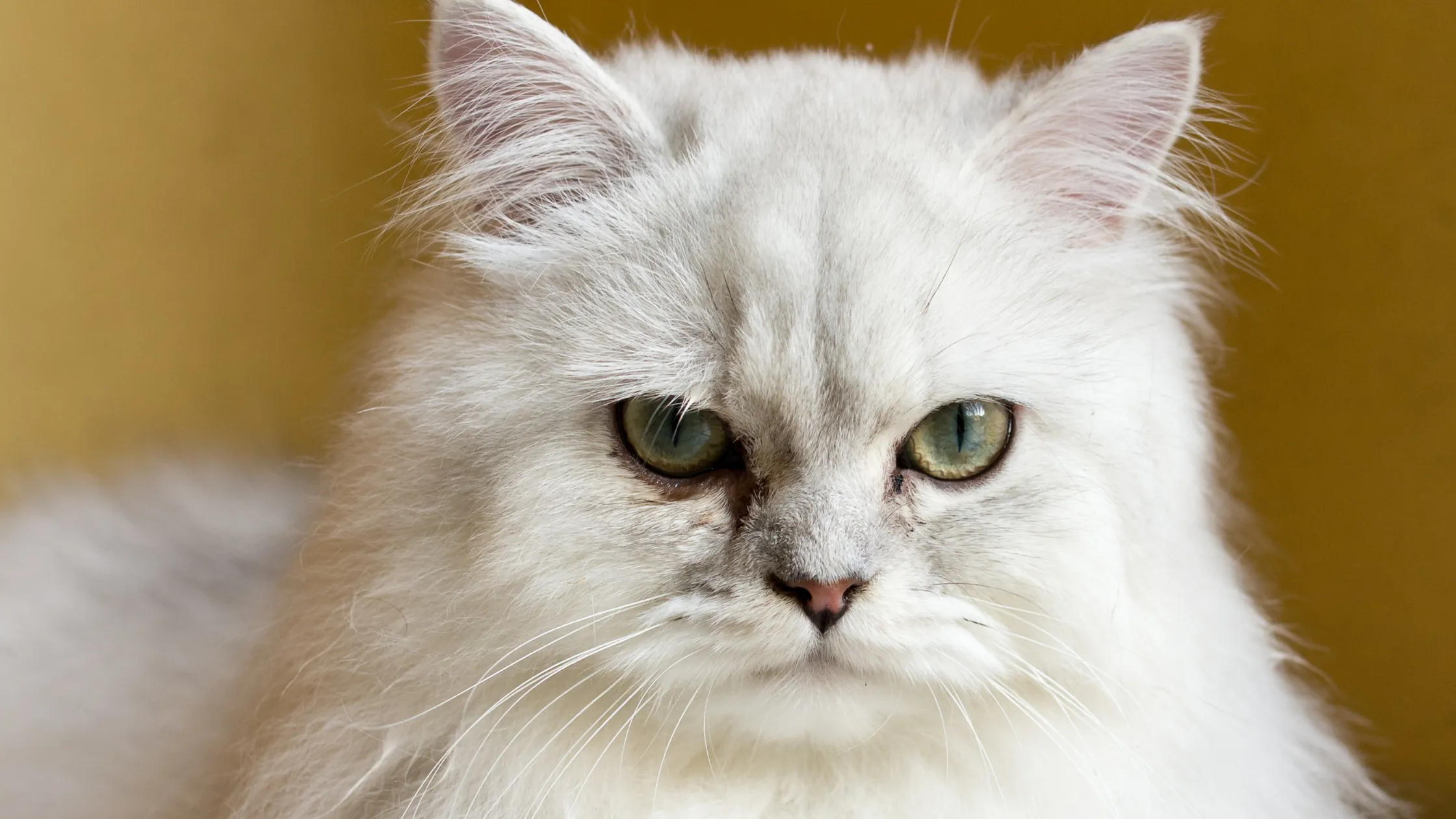 Chinchilla Perserkatze