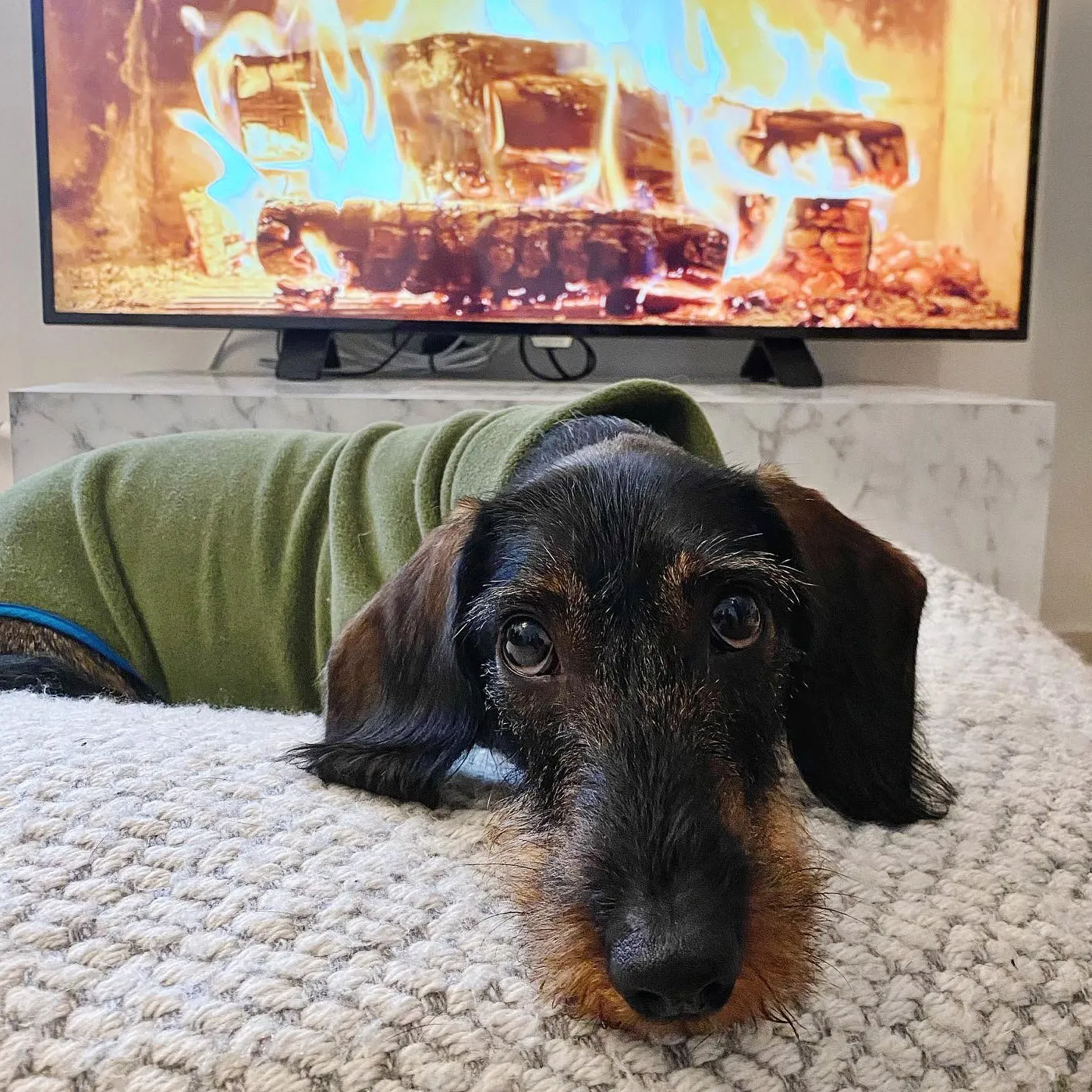 Dackel Hubi trägt einen olivgrünen Fleece Wrap