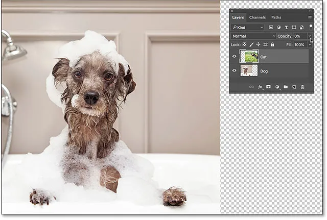 Das Ergebnis nach Reduzierung der Deckkraft auf 0%.