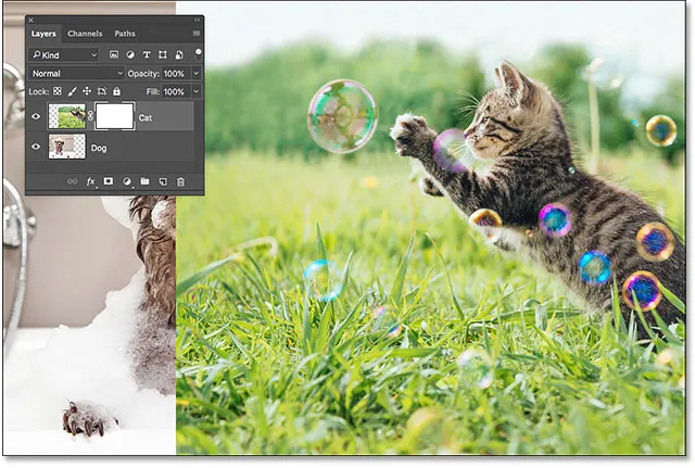 Das Katzenbild ist zu 100% sichtbar, da die Ebenenmaske mit Weiß gefüllt ist.