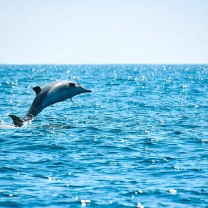 Delfine am Plettenberg Bay