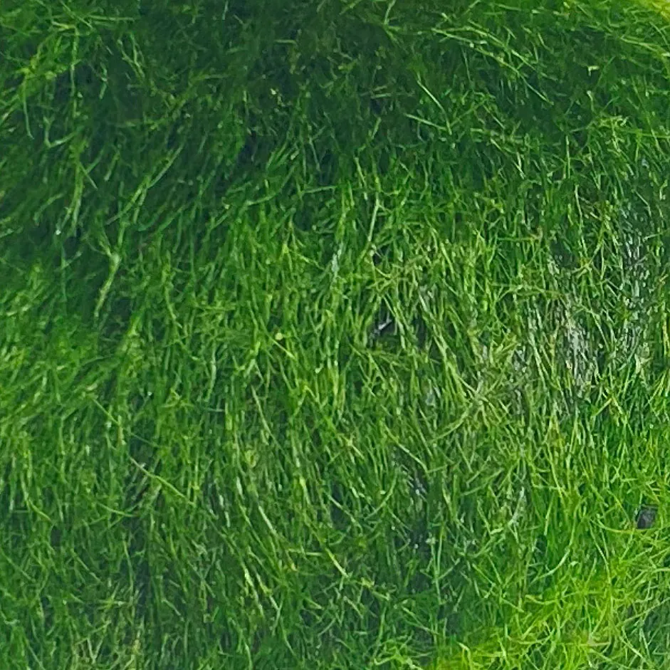 Detailansicht einer runden Mooskugel Marimo (Aegagropila linnaei)