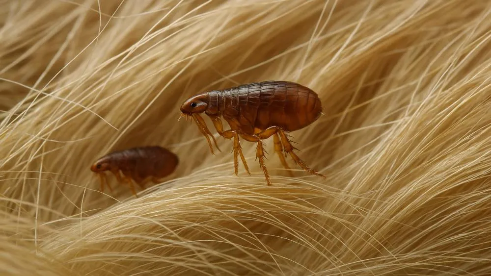 Detailaufnahme eines Hundeflohs im Haarkleid
