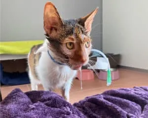 Die Katze Luna nach ihrer erfolgreichen Operation und Genesung