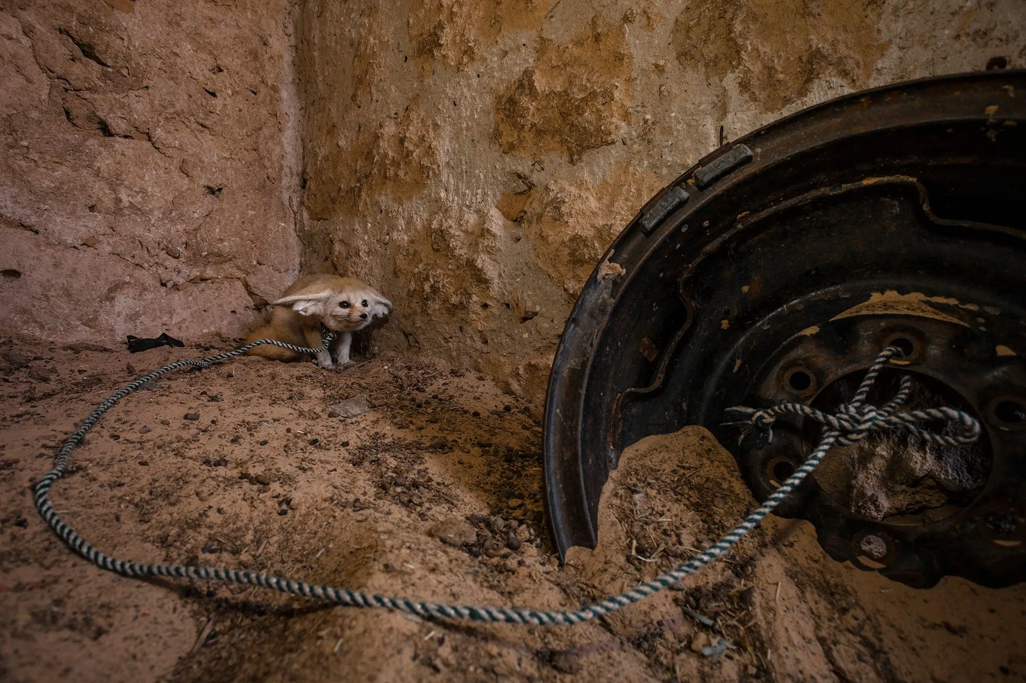 Dieser ausgewachsene Fennek wurde in der Wildnis eingefangen und wird in Tunesien in einem Ziegenstall gehalten.