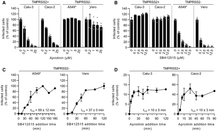 Differentialnutzung von TMPRSS2 und Cathepsin L durch SARS-CoV-2