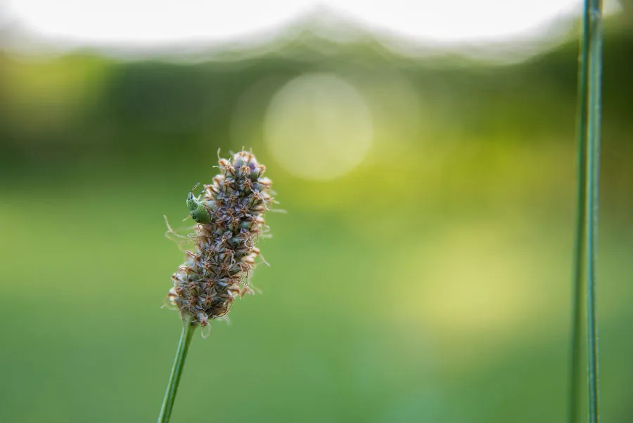 Drei Detailaufnahmen zeigen Spitzwegerichblätter vor, während und nach dem Zerreiben für die Anwendung als Hausmittel bei Insektenstichen