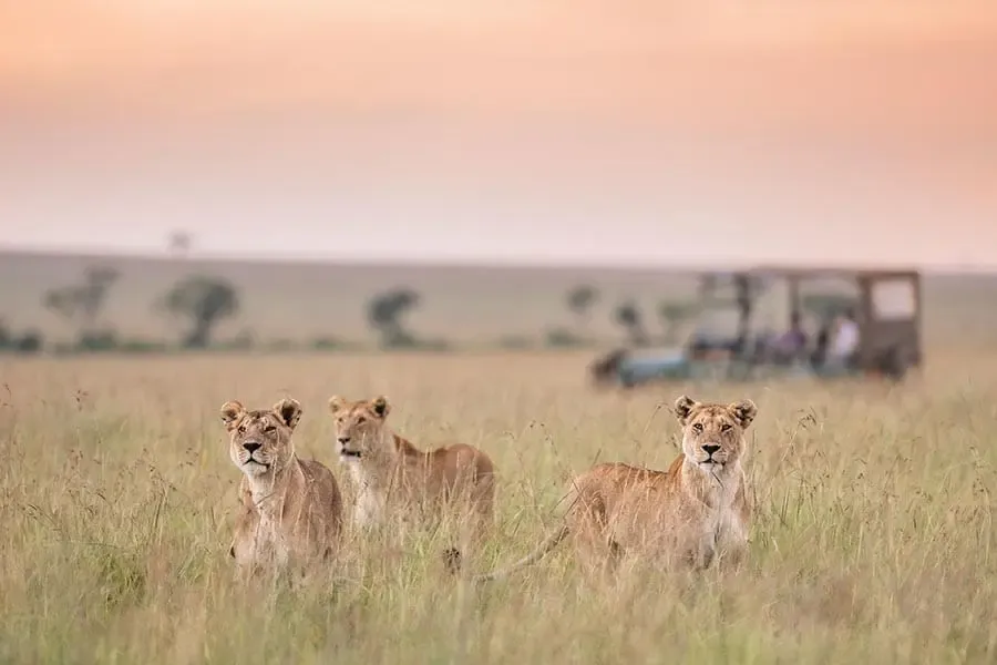 Drei Löwen stehen im langen Gras der Mara, ein Safarifahrzeug ist nicht weit entfernt | Go2Africa