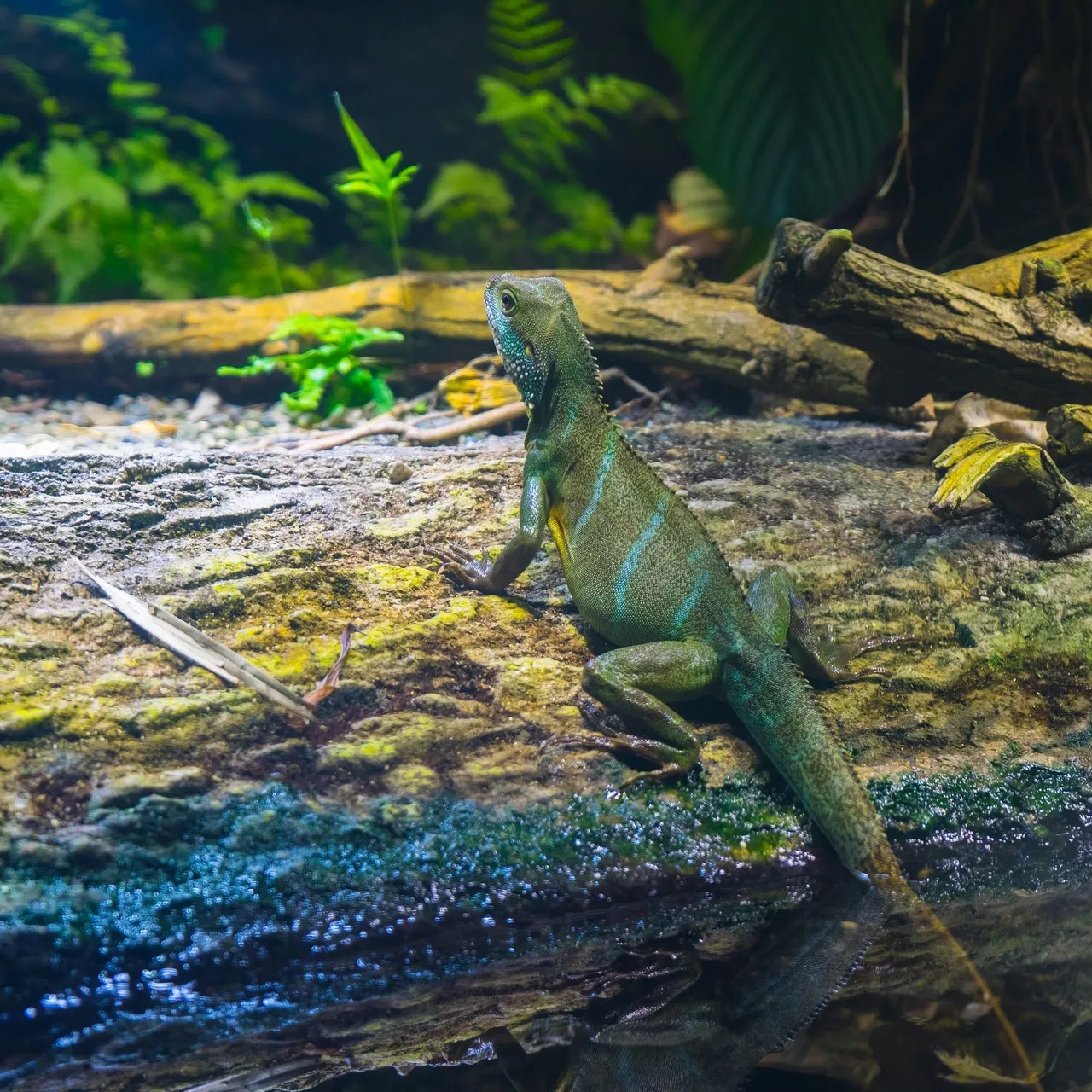 Eidechse im Terrarium bei der Fütterung