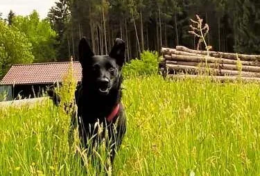 Ein aktiver Hund beim Spielen, stellvertretend für die gesteigerte Lebensfreude durch Hundephysiotherapie in Leipzig.