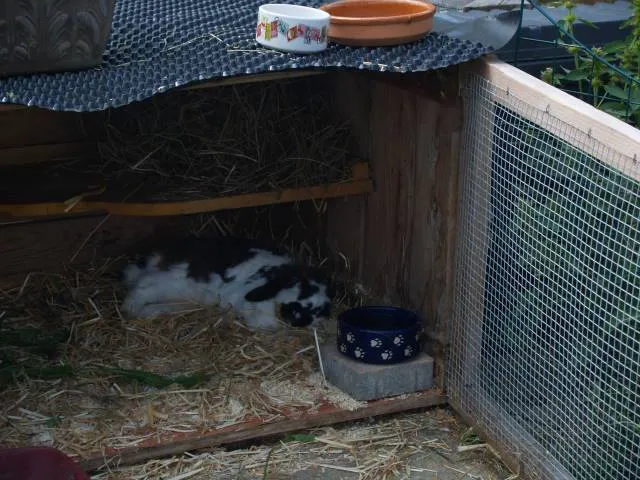 Ein älteres Kaninchen im Ruhemodus, Zeichen für ein langes Leben