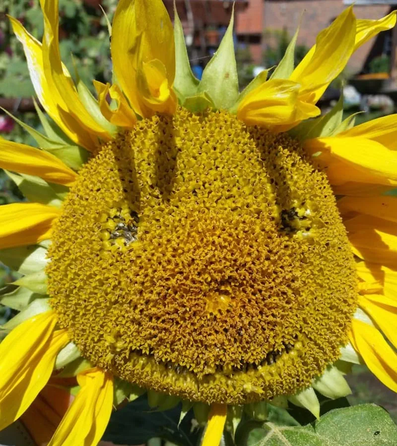 Ein altes Radio mit Kopfhörern liegt auf einem Holztisch, symbolisiert bewussten Medienkonsum