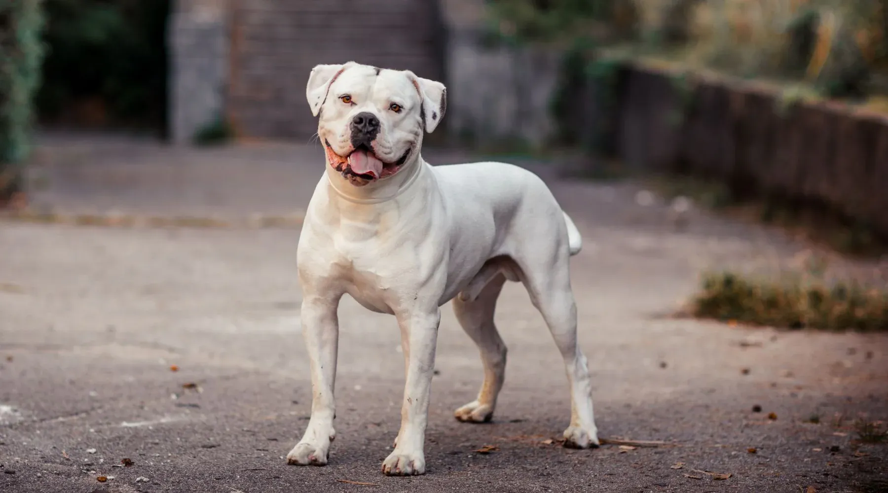 Ein athletischer American Bulldog