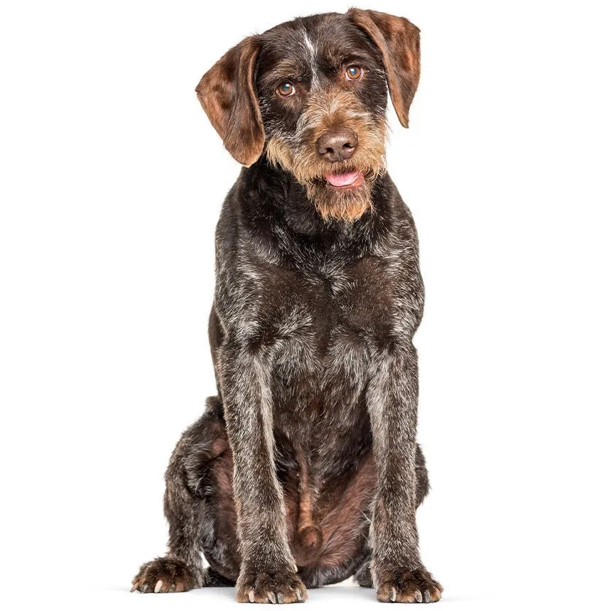 Ein aufmerksamer Hund sitzt mit gespitzten Ohren und einem freundlichen Ausdruck auf einem weißen Hintergrund.