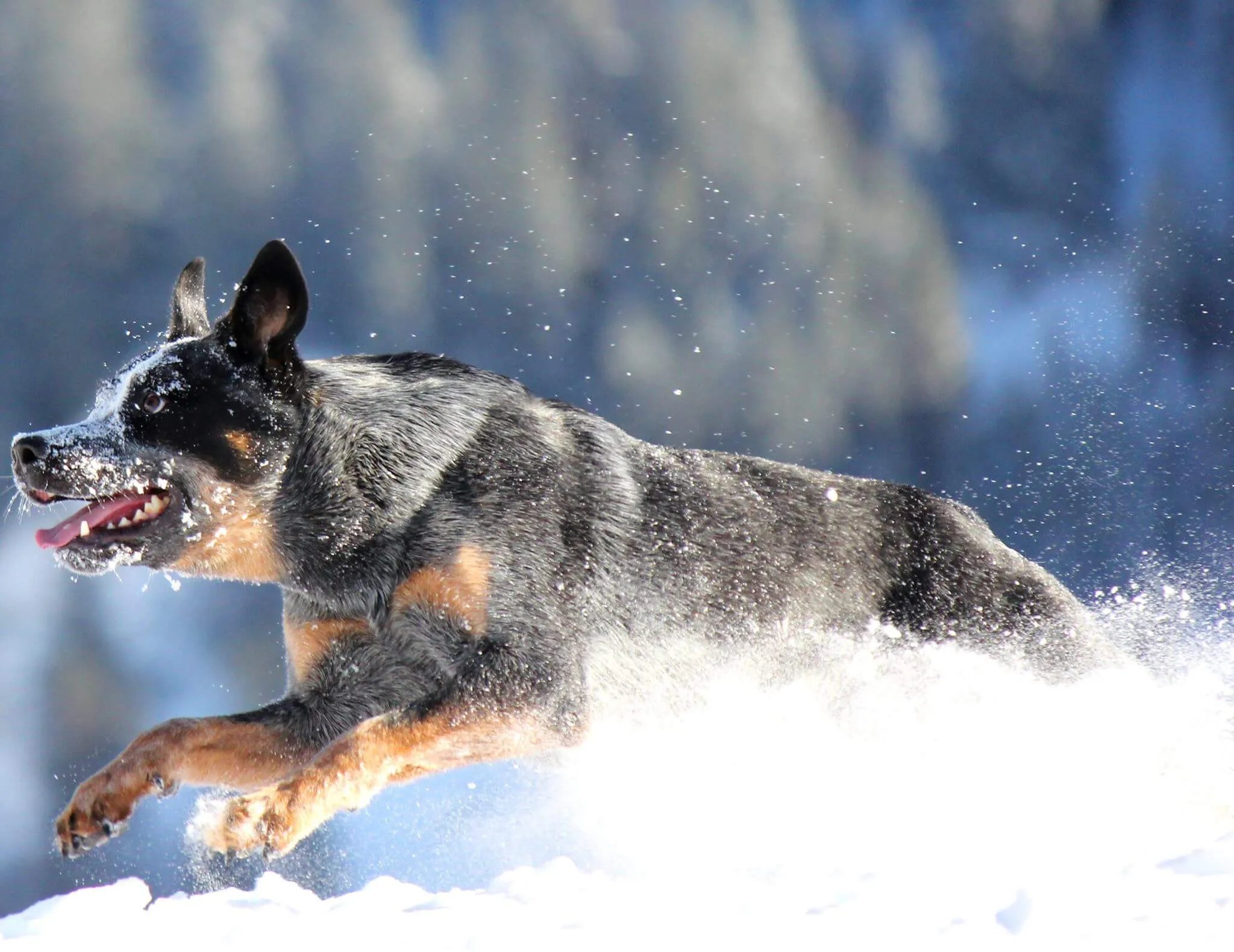 Ein Australian Cattle Dog liegt wachsam und aufmerksam auf einer Holzveranda im Sonnenlicht.